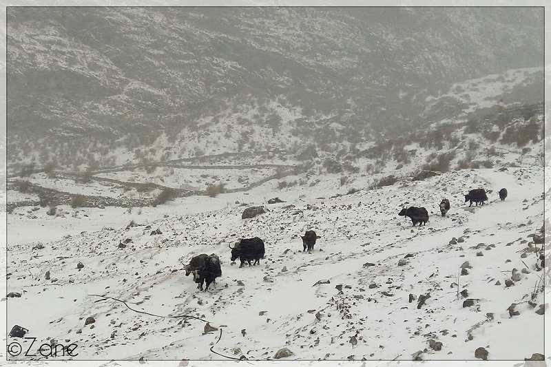dabalikhabar-kyanjing-valley-6