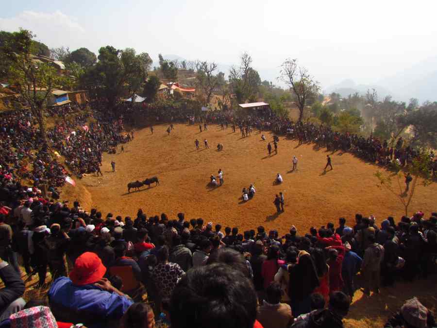 NUwakot Goru Judhai Bull Fight Nuwakot