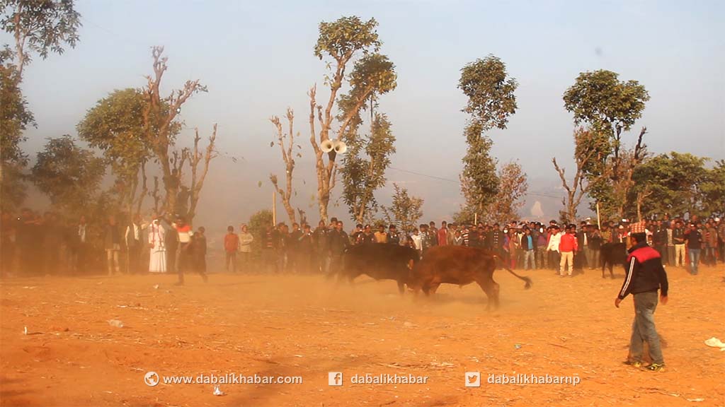 ox fight nuwakot bullfight