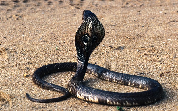 telegraph cobra